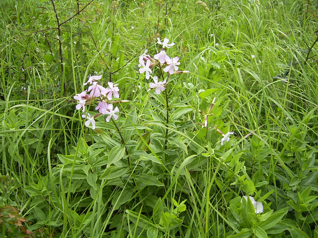 common soapwort